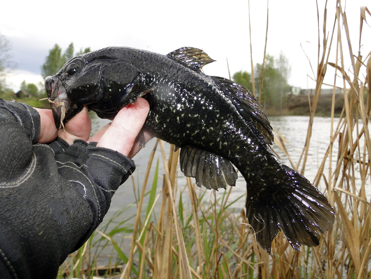 В преднерестовом наряде особенно шикарен!