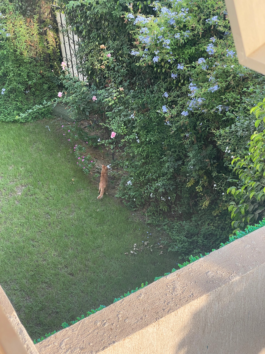 Луффи наслаждается цветущим садом