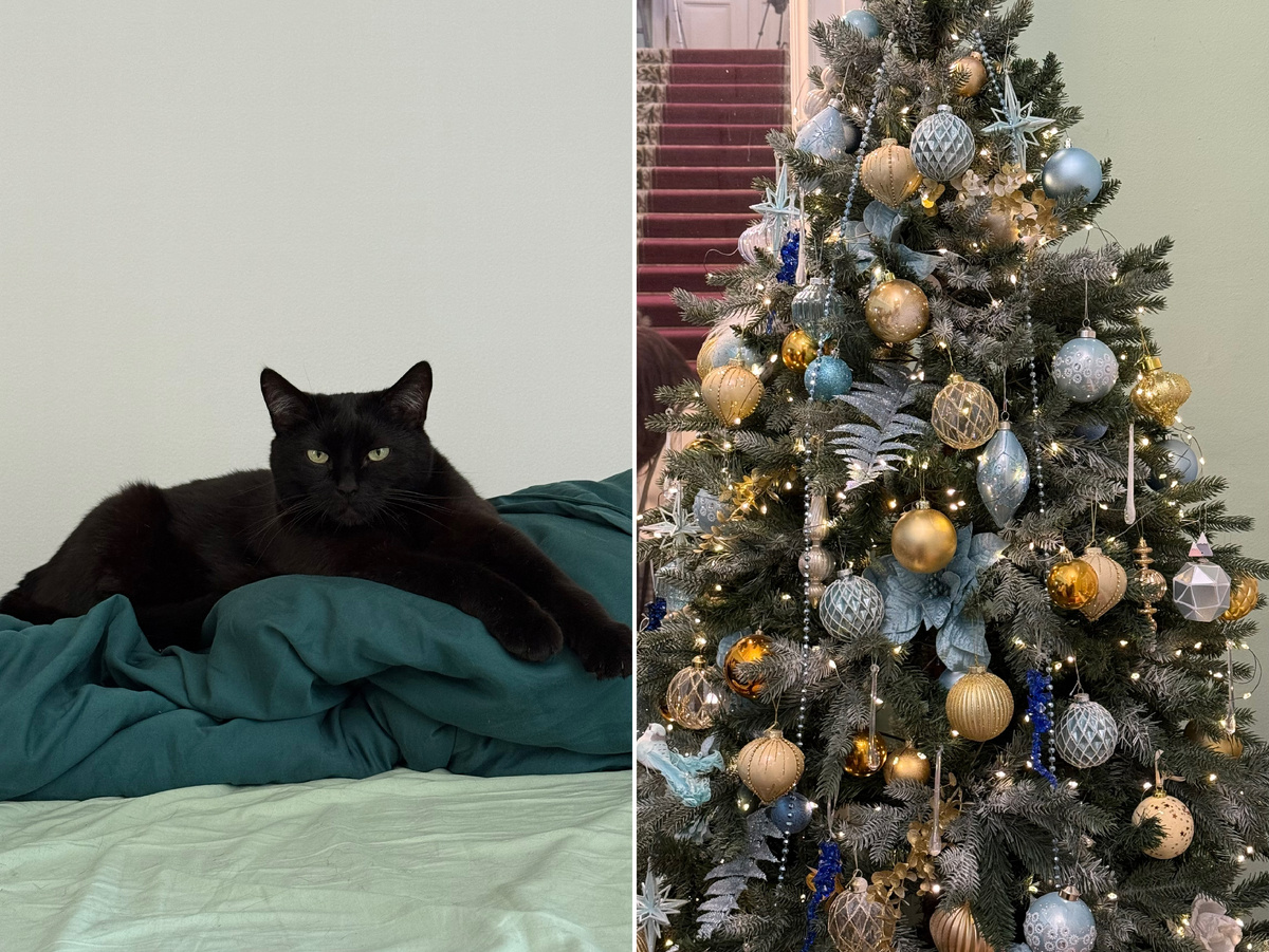 Фото автора канала. Кот смотрит с осуждением на всех, кто не подписан на мой канал.