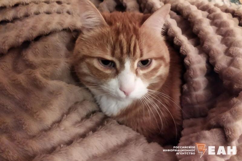    Фото: ЕАН / Кот