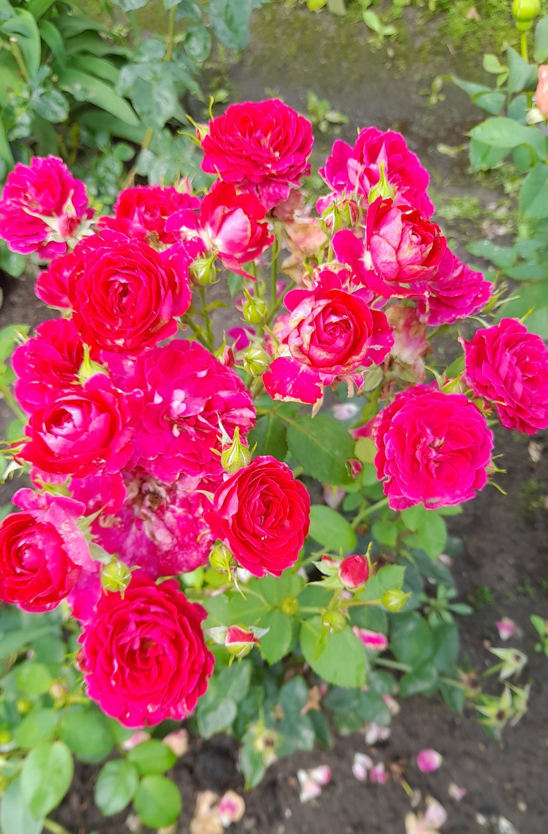 Домен де Сэн Жан де Борегар, флорибунда. Фото автора 