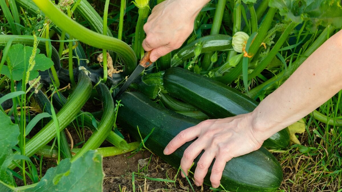 Фото: epicgardening.com