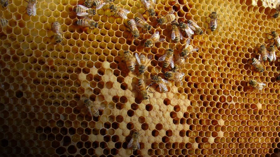 Исправляем трутовочный расплод.