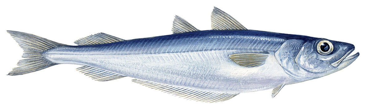 Северная путассу.