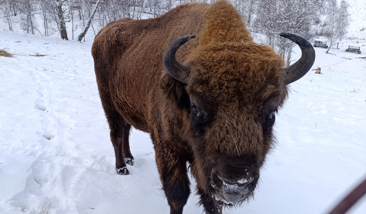 Настоящий зубр (Фото: Nixe (Bearna Team))