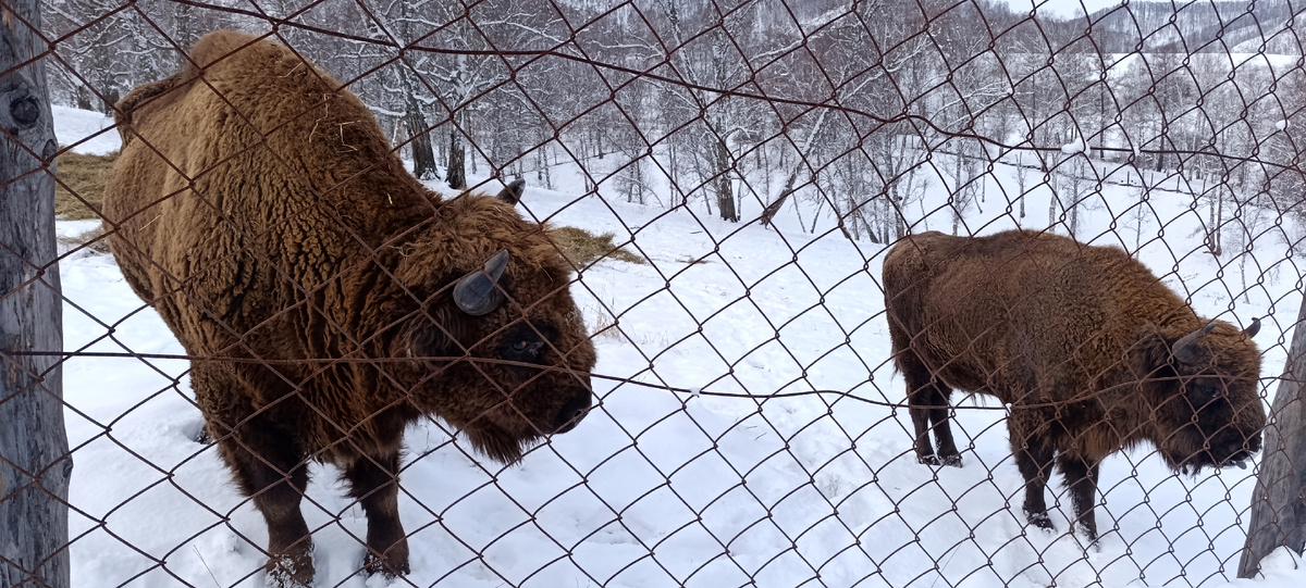 Целых два зубра (Фото: Nixe (Bearna Team))