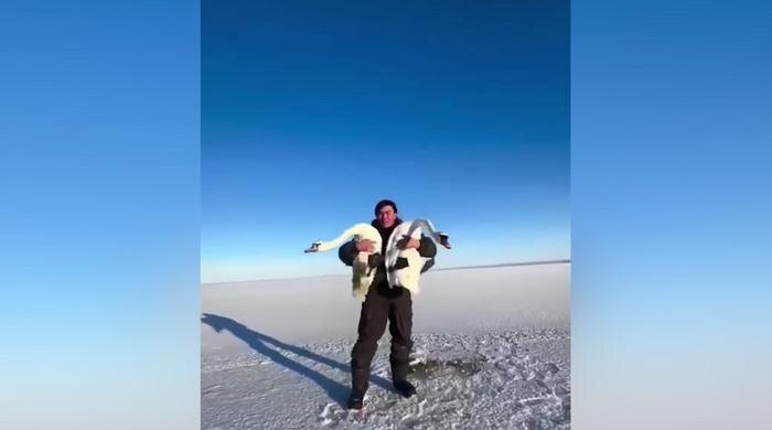 В Казахстане спасли влюблённую пару лебедей от смерти в замёрзшем озере