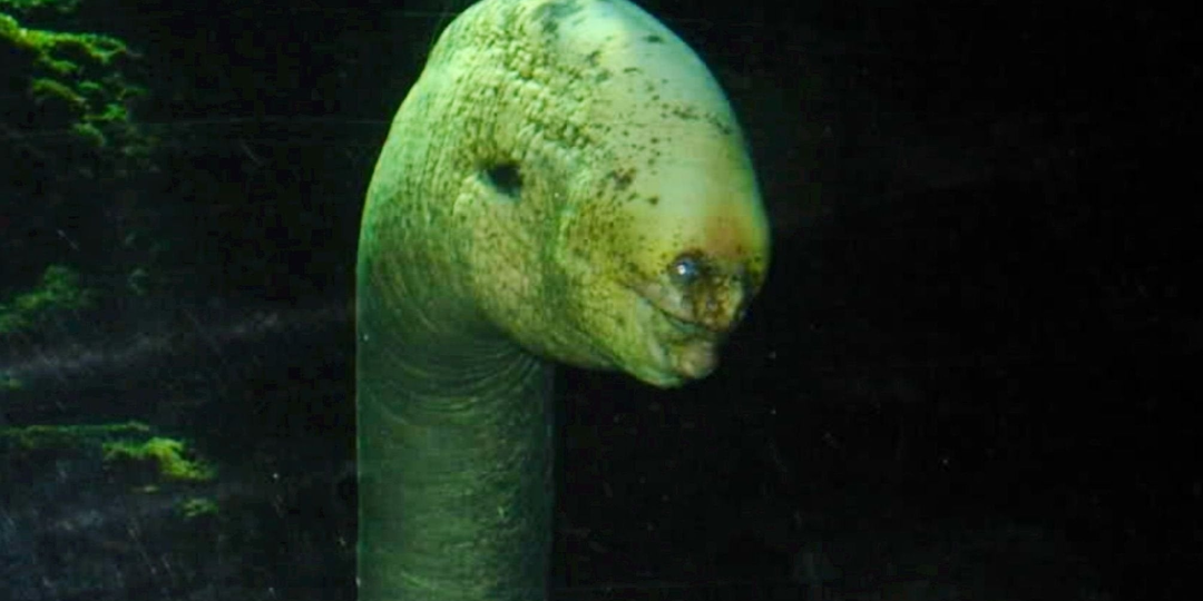 Гигантская мурена: Странная? Да это вообще нечто из иного мира!