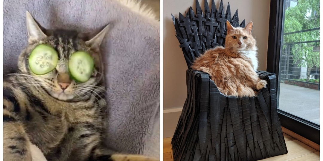 20 примеров из жизни пушистых в стиле котакшери-лакшери