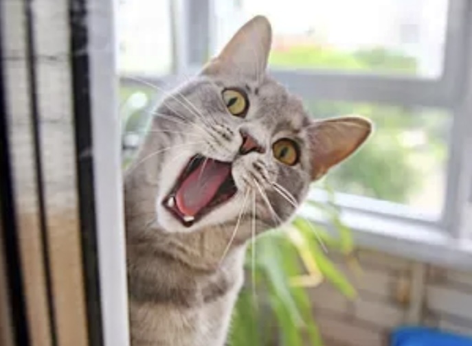 Наташ, я вернулся: 9 смешных котиков и их чистосердечные признания