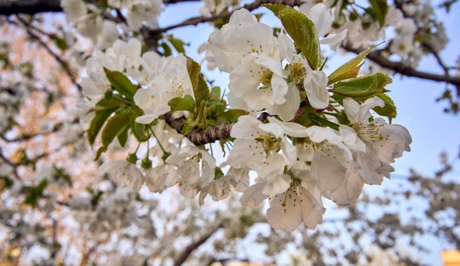 Почему вишня цветёт обильно, но не даёт плодов?