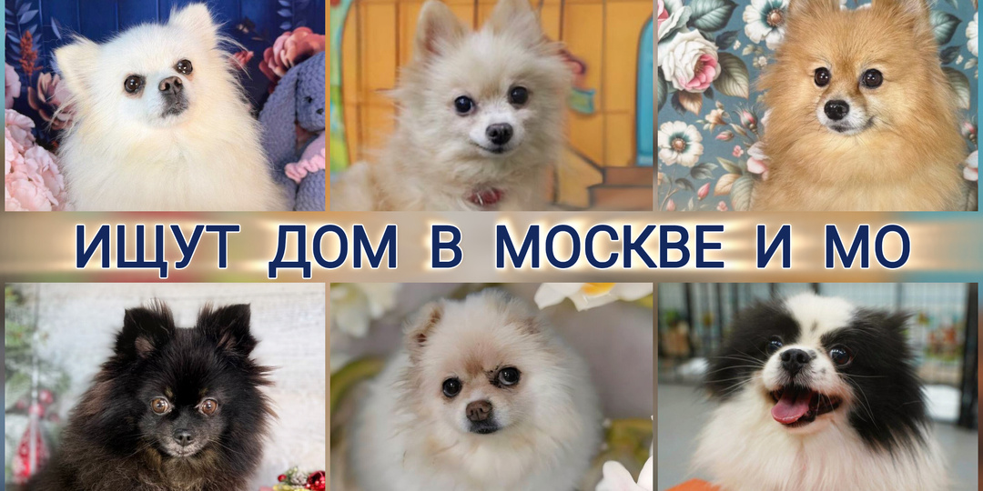 Новогодний шпицепад, ищем новую семью для малышек❤️