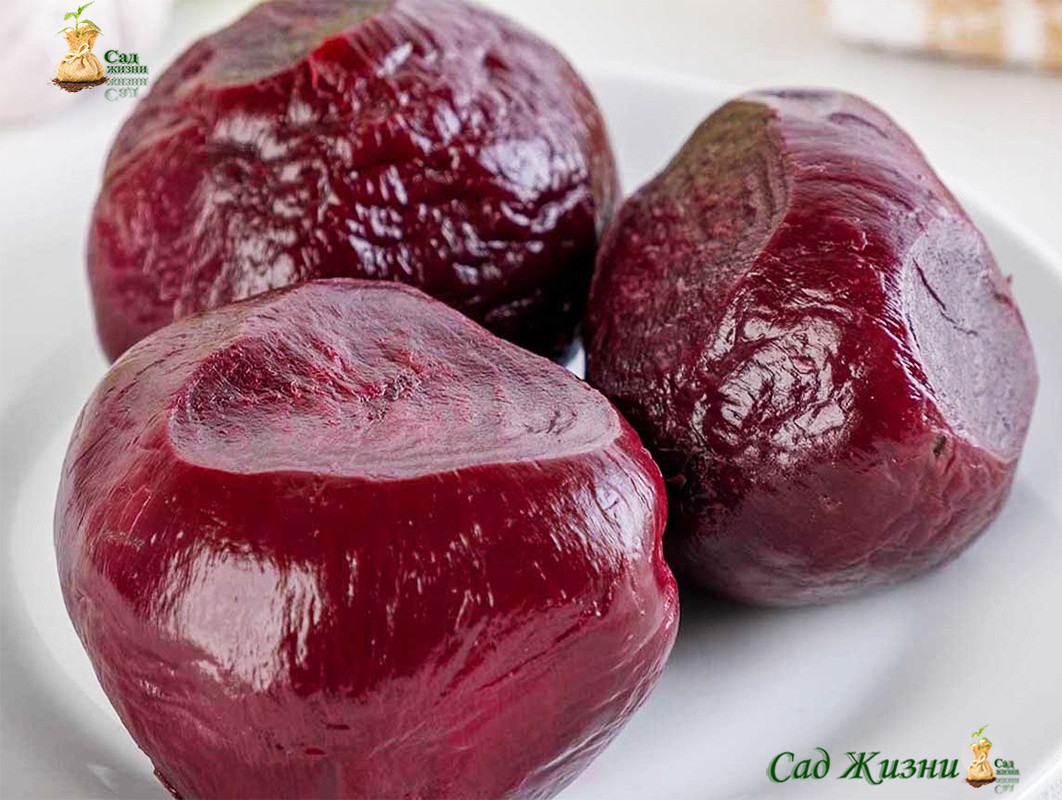 Свекла поддерживает печень