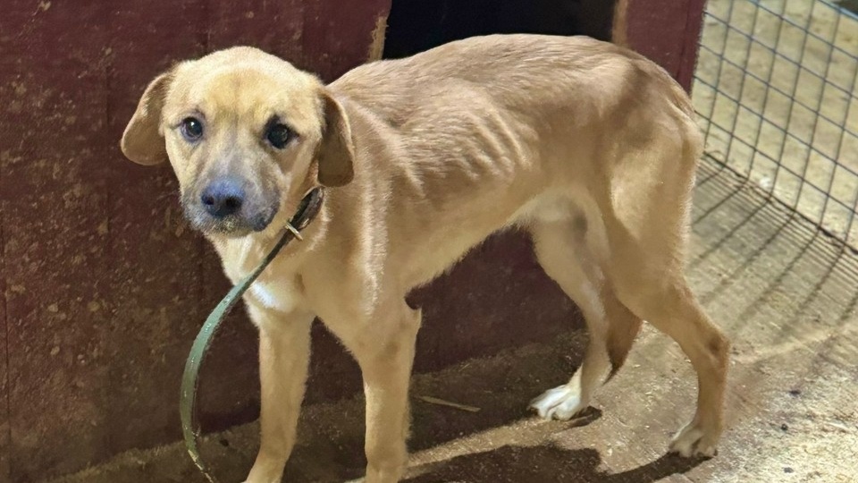 Спасённые из запертого дома под Костромой щенки получили шанс на счастливую жизнь