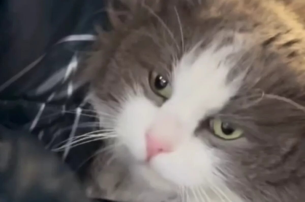    В Казахстане женщину оштрафовали за видео с котом в стиральной машине