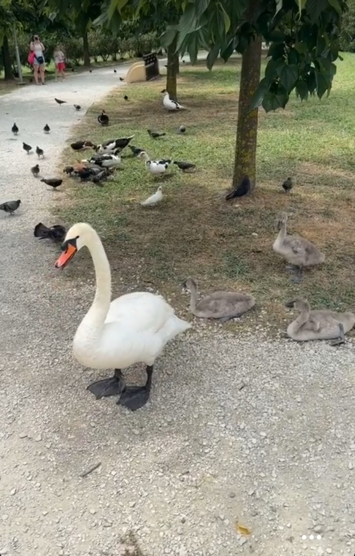 Гуси и утки хотят свободно по тропинкам