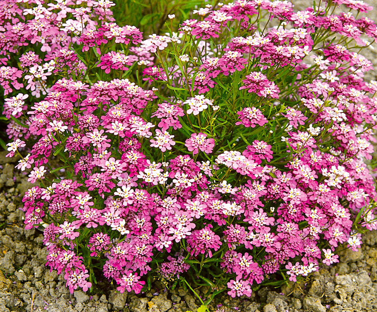 Иберис. Фото из открытых источников