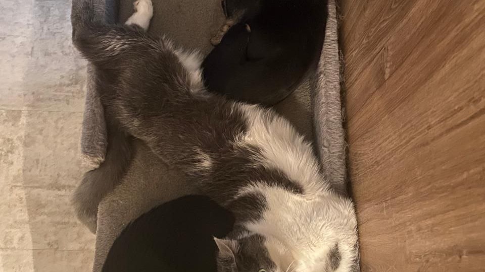 🐾 Групповой привет от Тиши и Лаки-выпускников «Хвостатого счастья»!