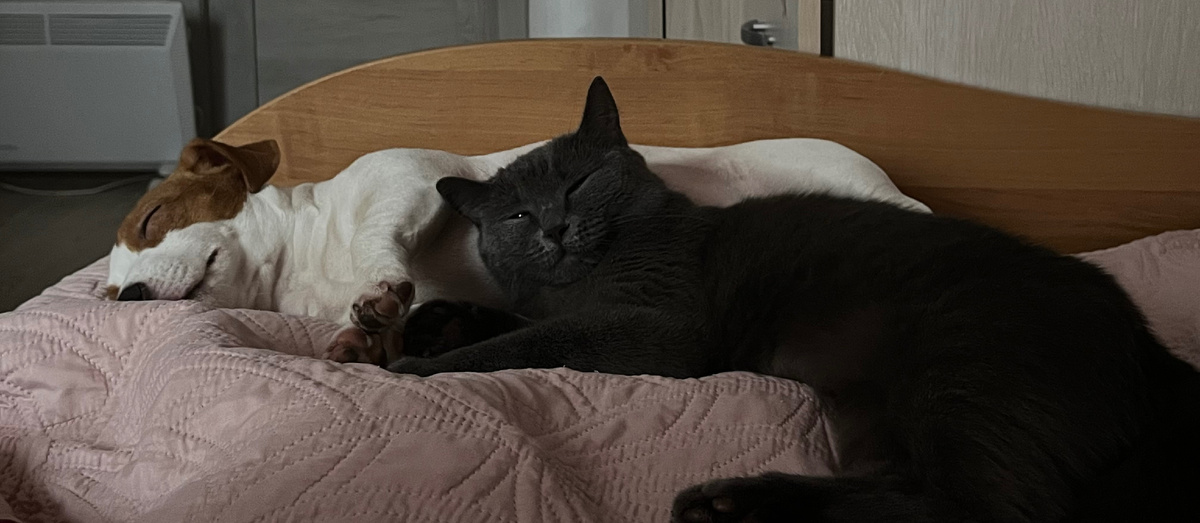 Комочки любви