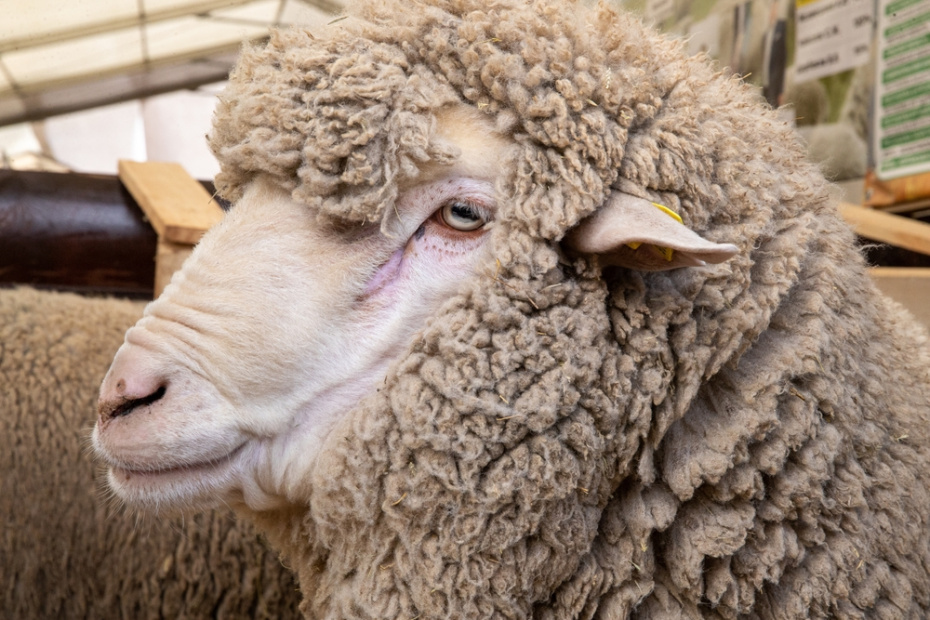    Shutterstock/FOTODOM