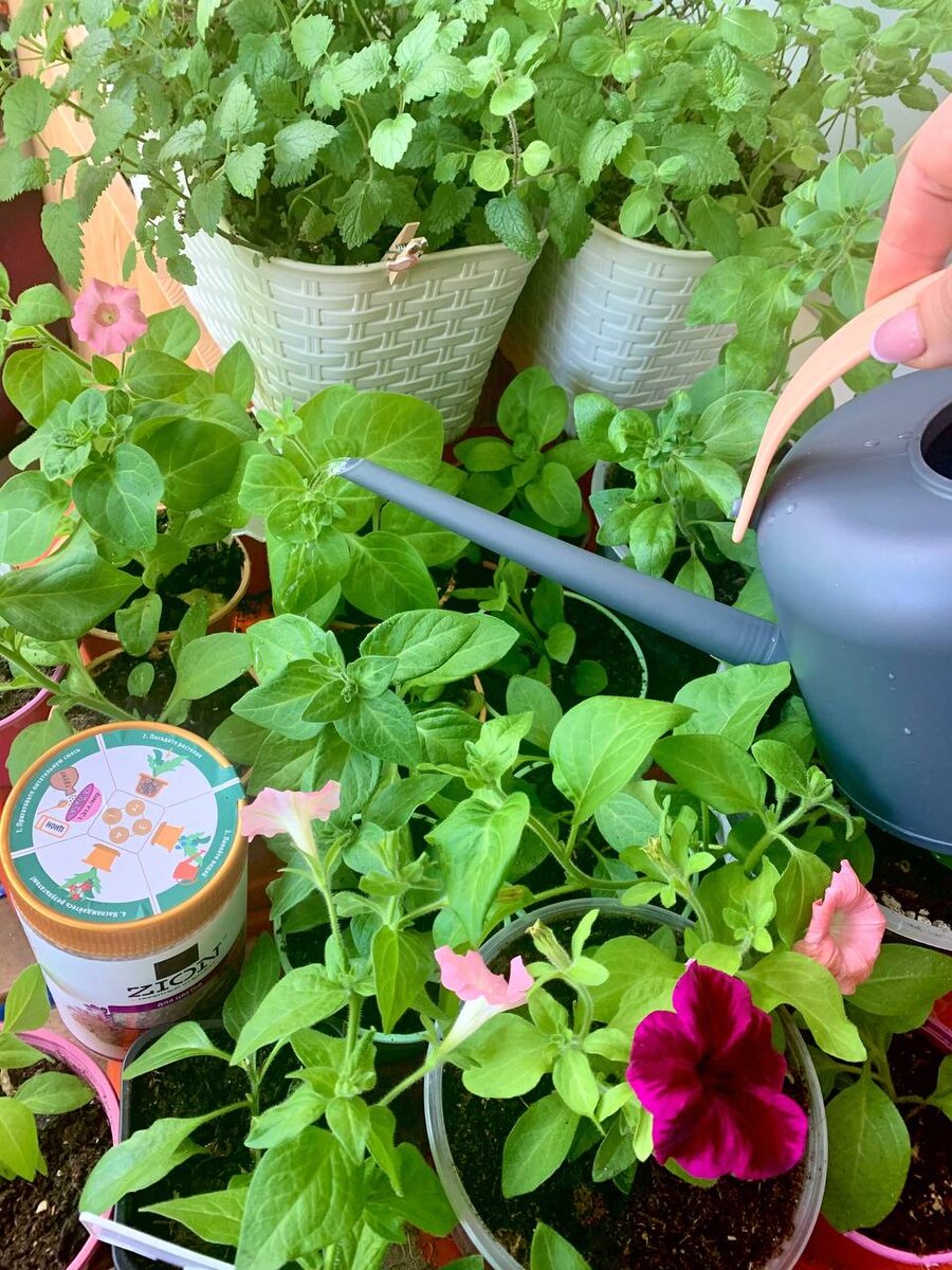 Рассада цветов