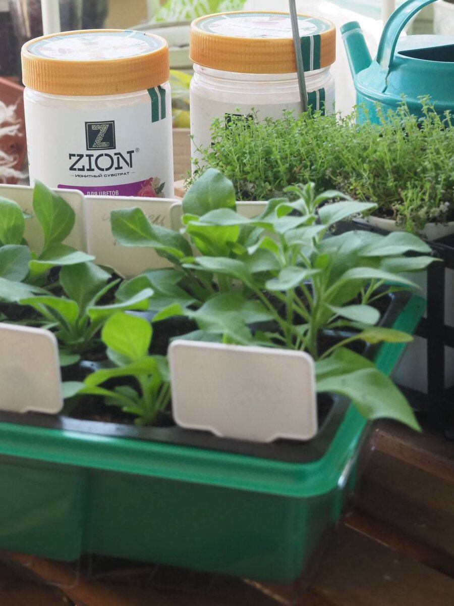 Безопасное удобрение для рассады