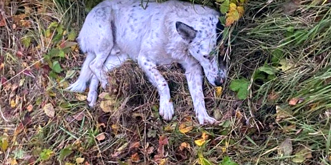 Пес был общим любимцем сельчан, но когда попал в беду - люди не спешили помочь