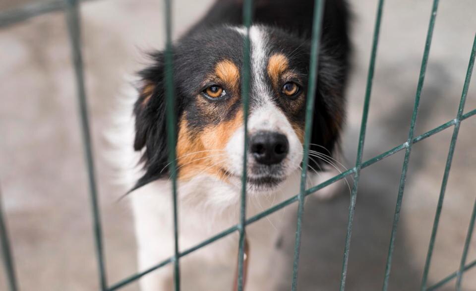    Иллюстрация: freepik.com. Газета "Земля"