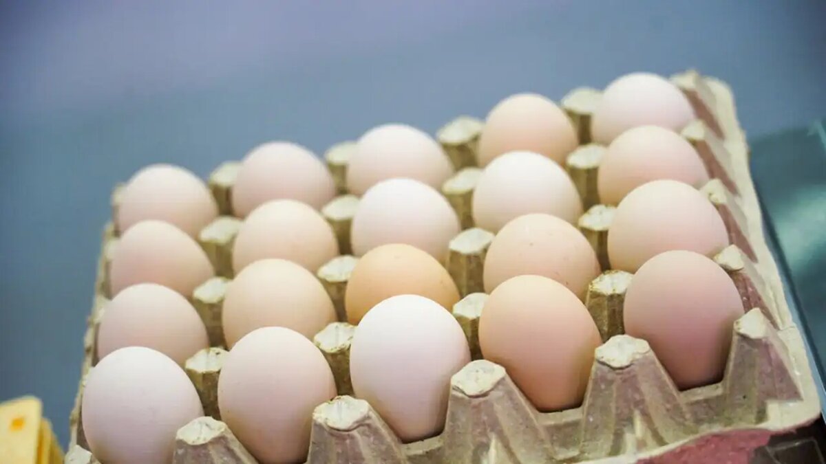    Куриные яйца. © АГН «Москва»