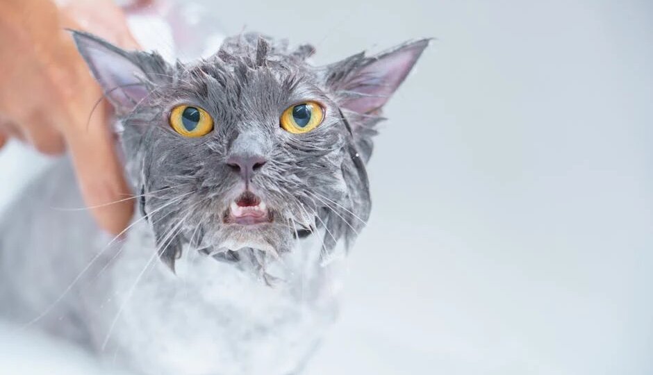 Кошка истерит в ванной? 3 недели — и она сама просится купаться