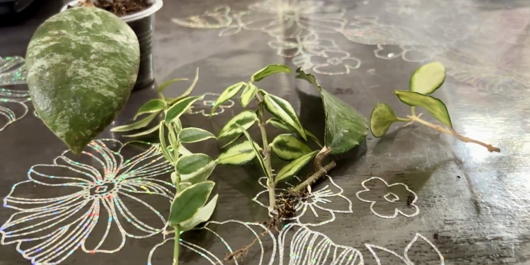 Как успешно укоренить черенки хойи?