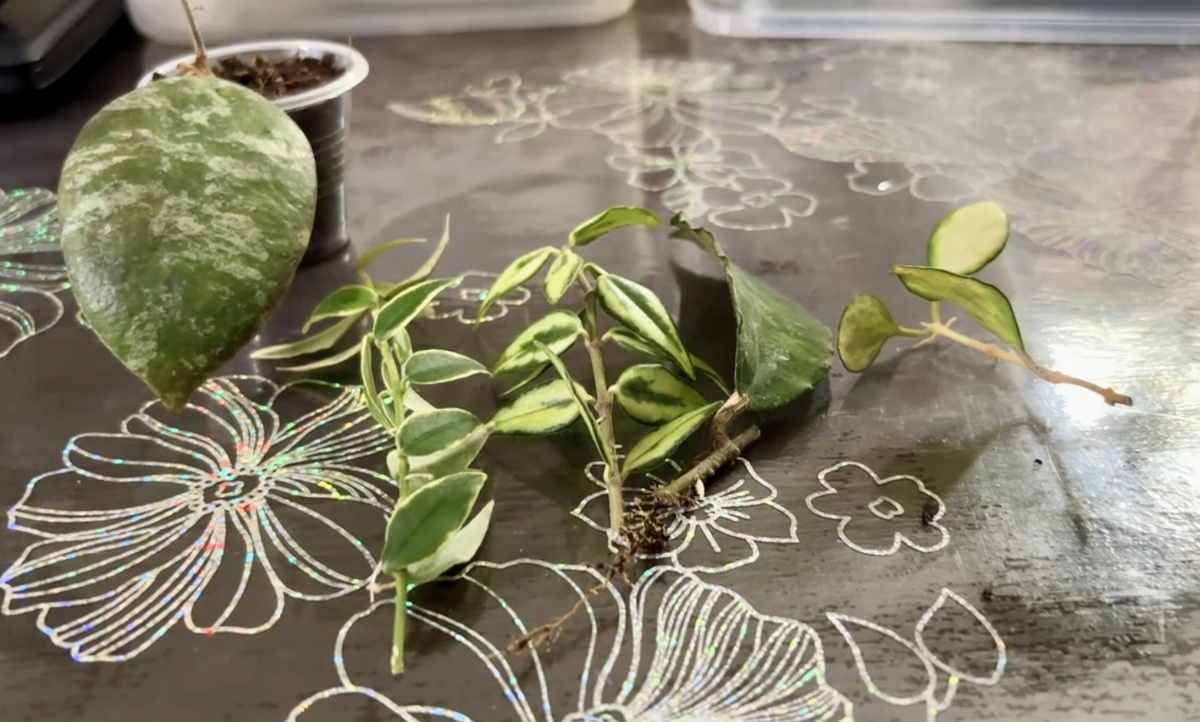 Черенки мелколистных хой