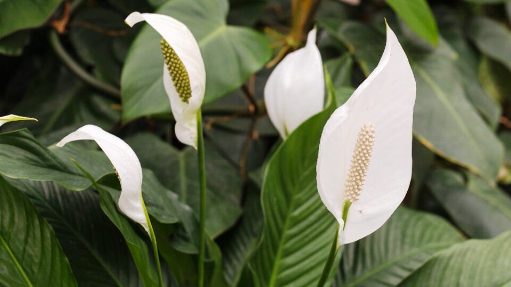 Цветок женское счастье (спатифиллум). Фото: shutterstock.com