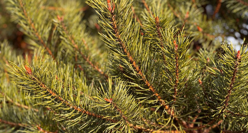    Первый городской канал Калининград