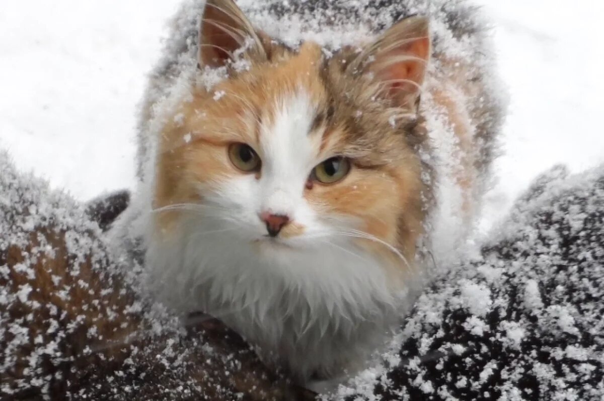    Пропавшая во время урагана в США кошка вернулась к хозяевам спустя год