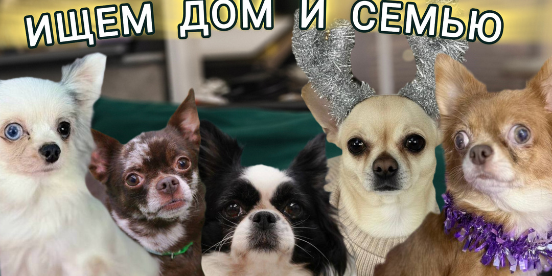 Милашки-чихуашки в поисках семьи❤️ Приезжайте в Домик Мелкашей за собачкой!