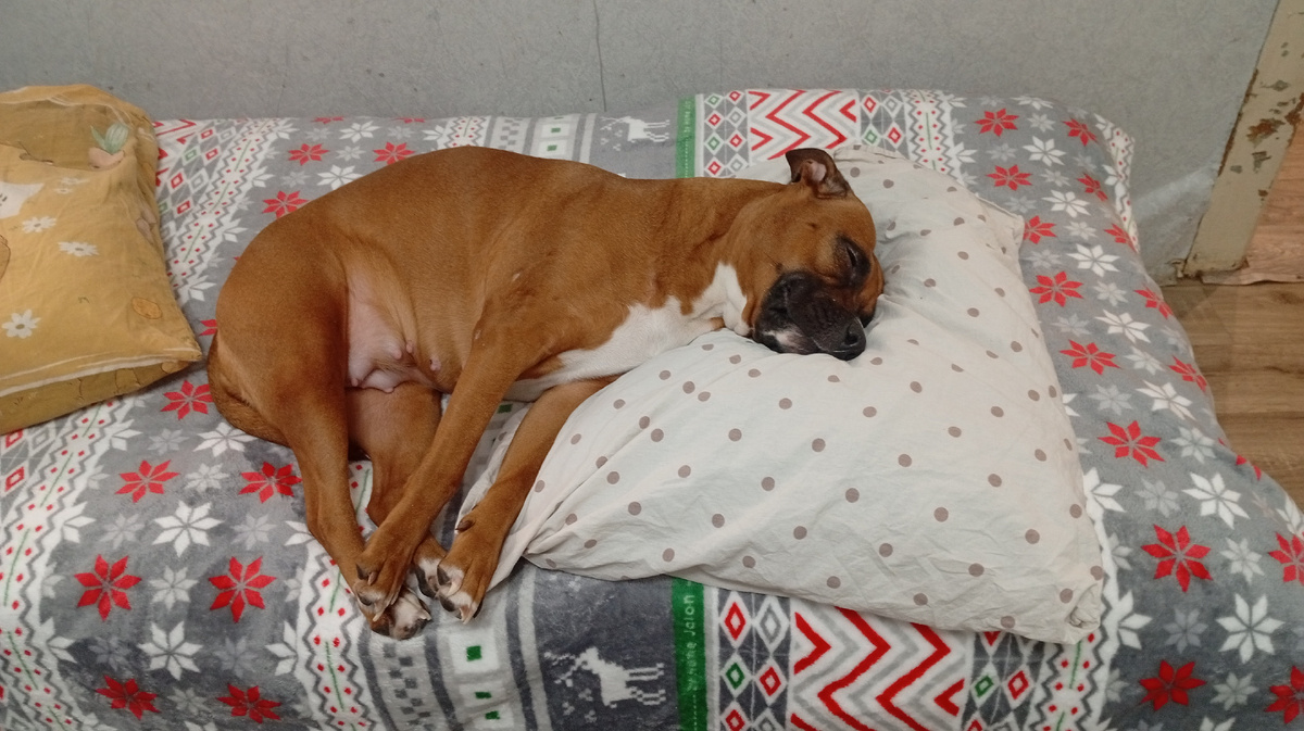 Нет , не щенилась никогда , но что у неё, у Адель,  что у таксы Леди такое. 🤷🏻‍♀️