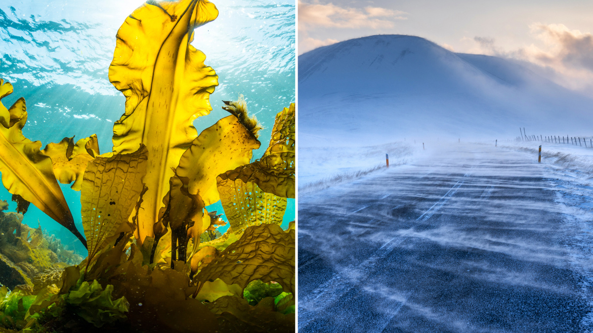     Фото: divedog/VisualMediaHub/Shutterstock/FOTODOM Масло, полученное из водорослей, способно создавать материал, аналогичный битуму, но сохраняющий эластичность на морозе.