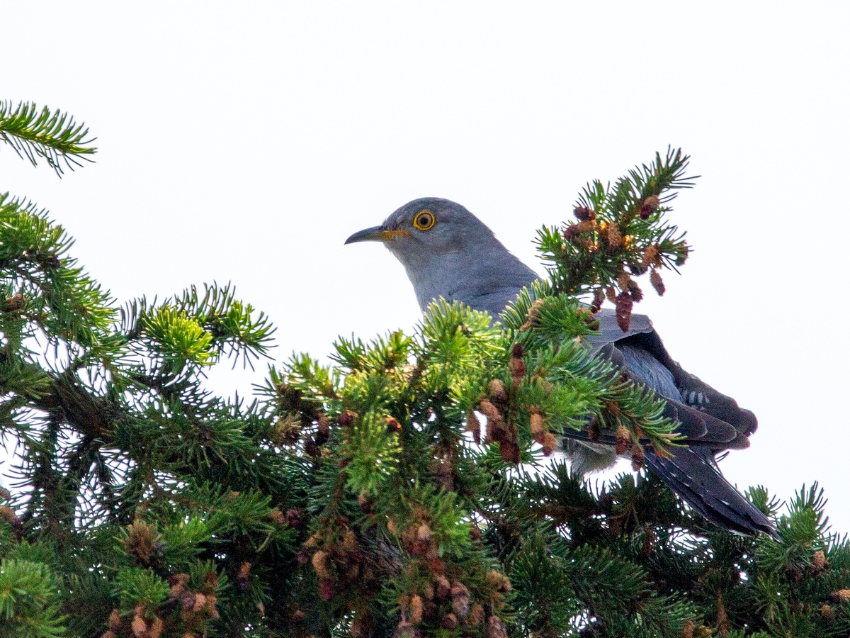 Из леса выгнан дроздами, сидит на ёлке в нашем огороде.