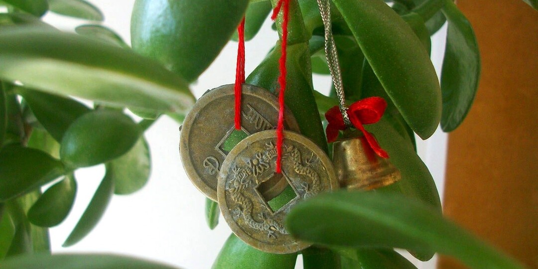 Цветы-талисманы: комнатные растения, притягивающие удачу и счастье