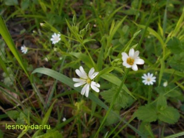 Звездчатка ланцетолистная (фото с блога "Лесная кладовая")