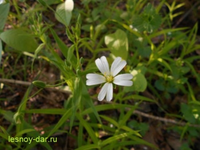 Цветок звездчатки ланцетолистной (фото с блога "Лесная кладовая")