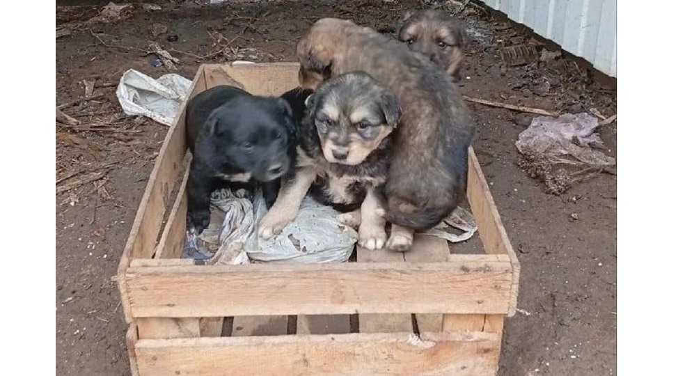 Пятерых брошенных щенков нашел экипаж мусоровоза на контейнерной площадке в Ельце