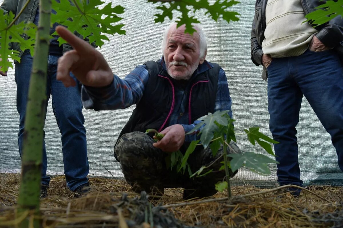 Выращивание папайи в теплице Валерием Нармания в г. Сухум