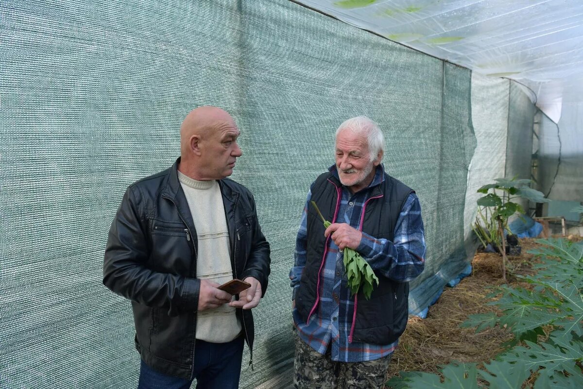 Выращивание папайи в теплице Валерием Нармания в г. Сухум