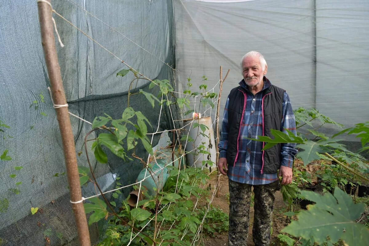 Выращивание папайи в теплице Валерием Нармания в г. Сухум