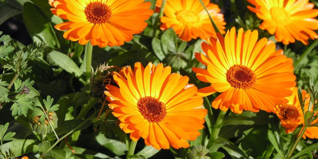 Календула — золотой цветок, который заботится о здоровье изнутри и снаружи