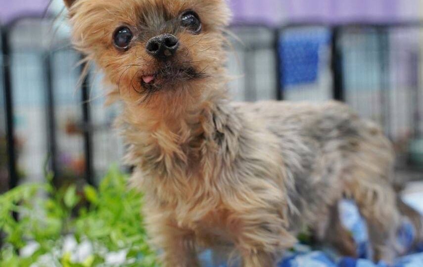 Ара - джентльмен и обаяшка! Парень ищет своего настоящего хозяина ❤️