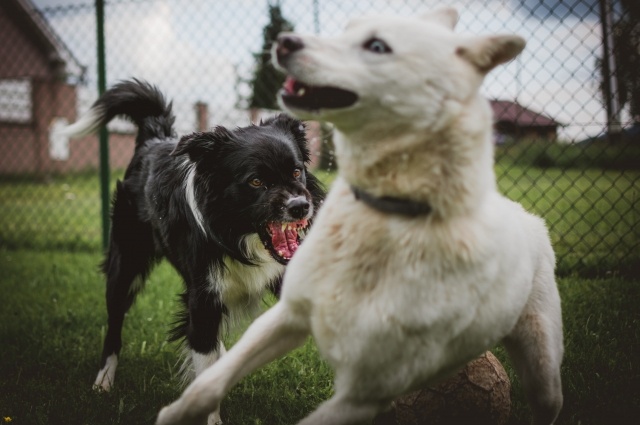    После гибели школьницы люди начали устраивать самосуд. Фото: Unsplash