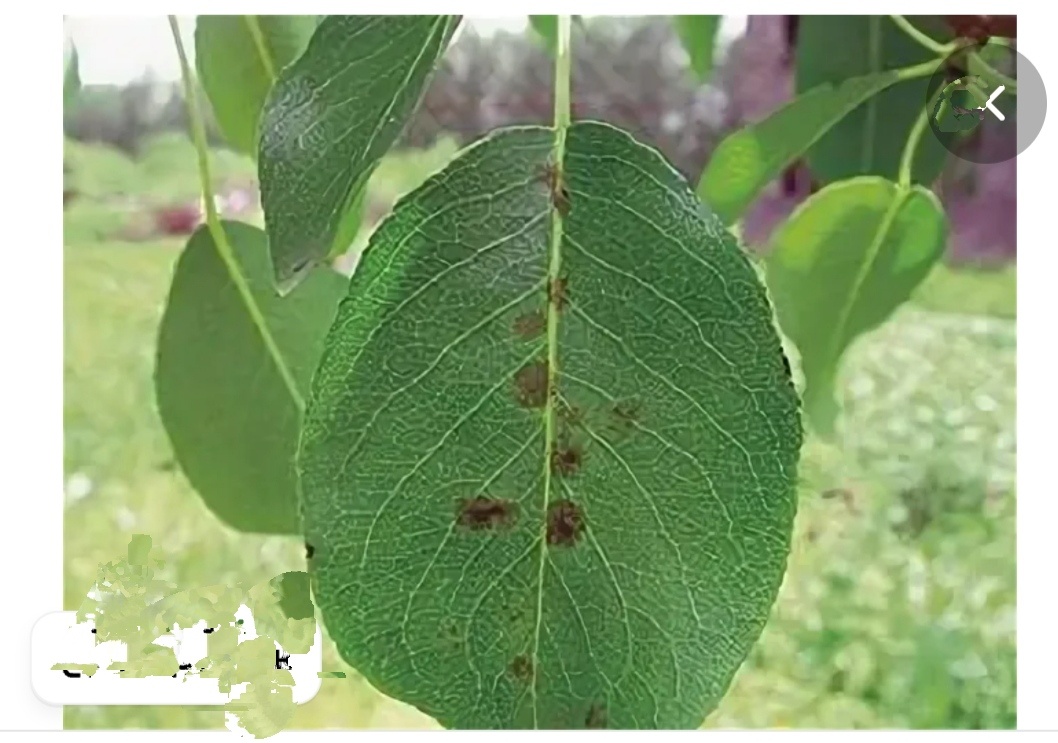 Фото подписчицы. Парша на листьях. 